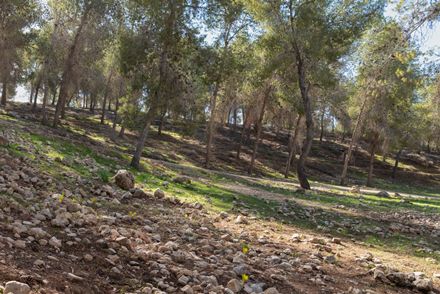 יער להב בנגב. צילום: בוני שיינמן, ארכיון הצילומים של קקל 