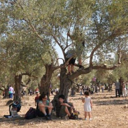 מסיק קקל ביער בן שמן. צילום: אבי חיון, ארכיון הצילומים של קקל