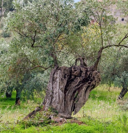 עץ זית. צילום: pixabay