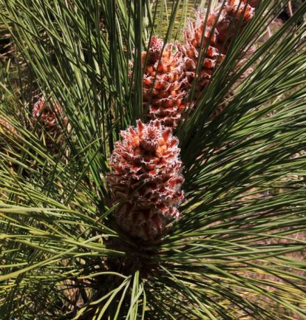 יחיד ומיוחד. אצטרובליות נקביות ומחטים ארוכות. צילום: יעקב שקולניק