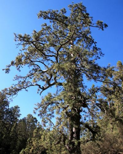 פינו דה לאס פרנדאס. גובהו 56 מ'. צילום: יעקב שקולניק