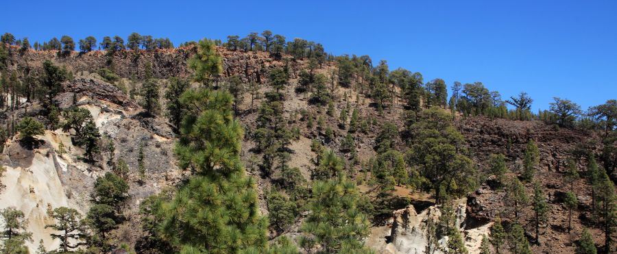 יערות אורן קנרי בדרום טנריף. שולטים על האי! צילום: יעקב שקולניק