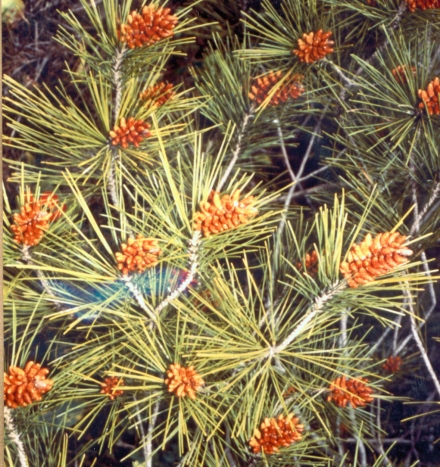 אורן ירושלים. צילום: ארכיון הצילומים של קקל