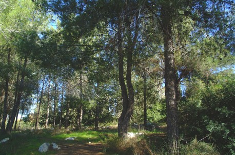 אורנים ביער בן-שמן. צלם: אבי חיון. ארכיון קק''ל
