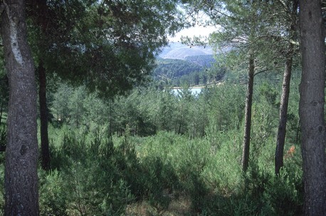 מבט מבעד האורנים. באדיבות ארכיון הצילומים של קק''ל