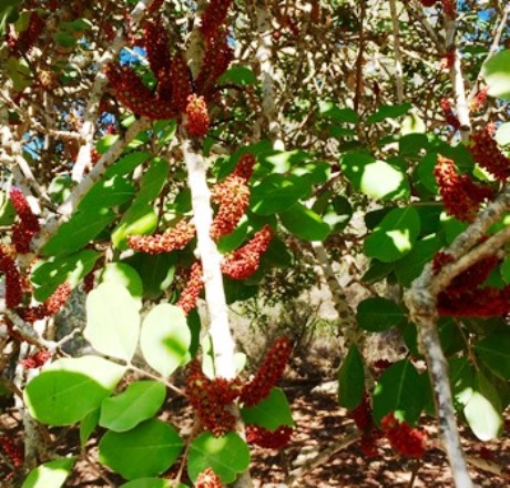 פריחה אדמדמה על עץ חרוב ממין זכר. צילום: עדי בלזר
