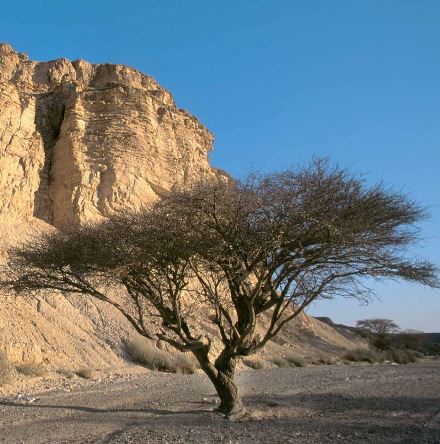עצי שיטה: מערכת שורשים מותאמת למדבר. צילום: ארכיון הצילומים של קקל