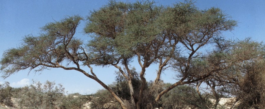 שיטה בנגב. צילום: ארכיון הצילומים של קקל