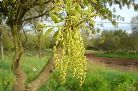 לבלוב אלון. צילום: מיכאל חורי