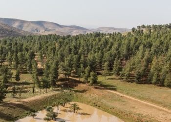 יער יתיר, קקל נוטעת ונוטעת במדבר. צילום: אלבטרוס
