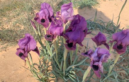 איריס הנגב. גדל בחולות הנגב המערבי, והוא אנדמי לנגב ולצפון סיני. צילום: אדוה קימלפלד