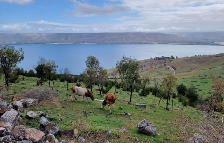 הכנרת. צילום: רונית פישמן, ארכיון הצילומים של קקל