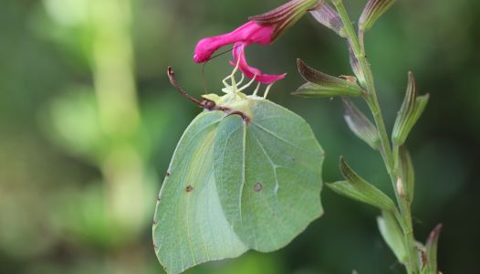 הפרפר לימוני האשחר שנראה כעלה ירוק