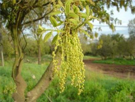 צבעים הופקו מחלקים שונים של הצמח: עלים, גבעולים, פרחים, שורשים ועוד. צילום: ארכיון הצילומים של קקל