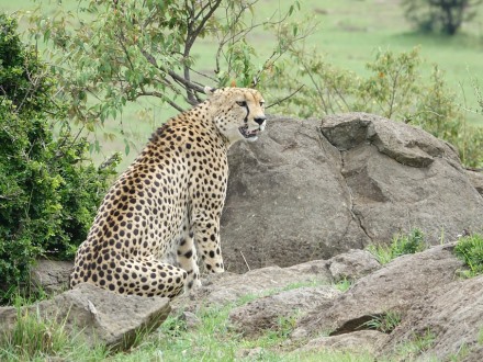 ברדלס צריך הסוואה. צילום: pixabay