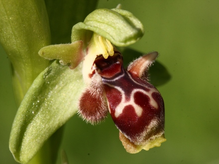 דבורנית. זה צמח או דבור? צילום: שרה גולד, צמח השדה