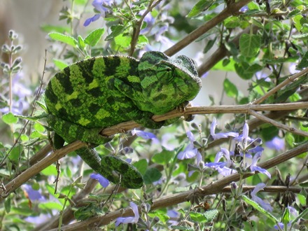 מתאים לי ירוק? זיקית. צילום: אורה נדיב