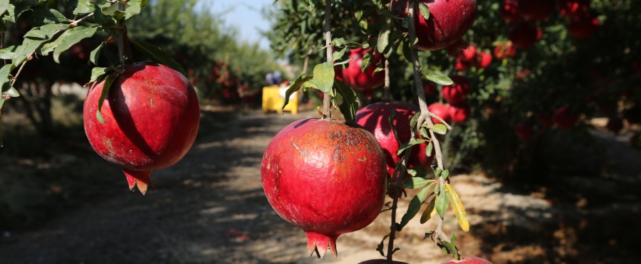 רימונים ליד מאגר תפרח. צילום: יוסי זמיר, ארכיון הצילומים של קקל