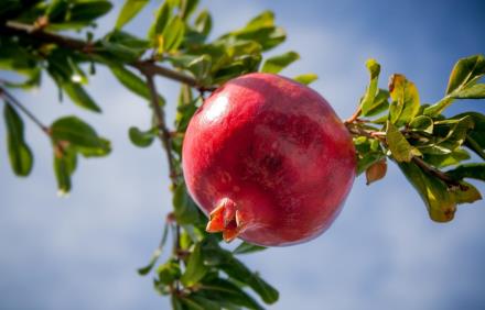 שירבו זכויותינו כרימון. צילום: pixabay