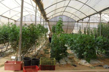 התותים גדלים באדניות על תחליף אדמה - שביל הסלט. צילום: בת חן בן-עמי סונין