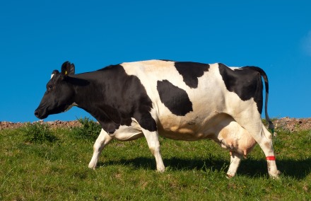 אליפות של פרה. צילום: SXC