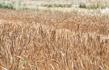 שדה חיטה לפני הקציר. צילום: יסמין להב
