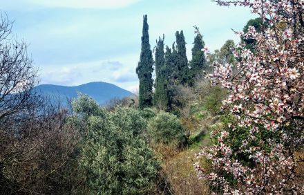 שקד, ברושים ועצים נוספים. צילום: פנינה צייזלר, קקל