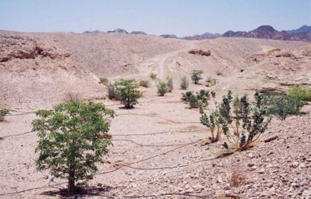 מערכת השקייה אוטומטית ביער הולנד באילת. צילום: ערן זבדי