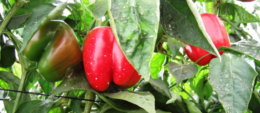 פלפלים, מישהו? צילום: ארכיון צילומי קקל