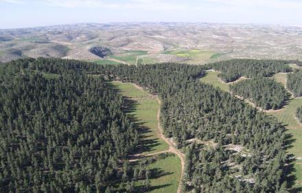  יער יתיר. צילום: בני מור