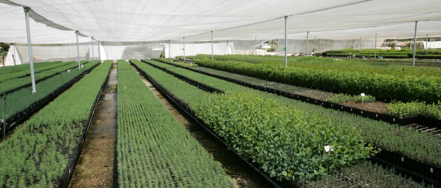 שתילים שלא נוגעים באדמה במשתלת קקל בשנת שמיטה. צילום: פלאש 90, ארכיון הצילומים של קקל