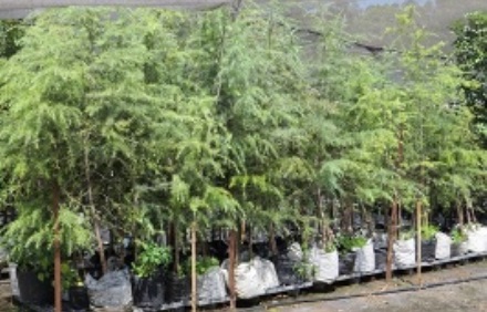 שתילי אורנים. צילום: יואב דביר