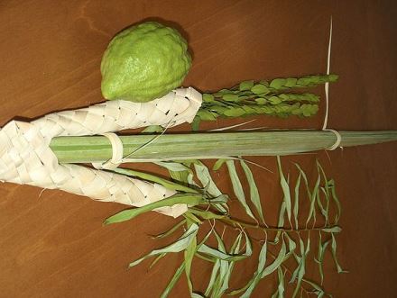 ארבעת המינים. צילום: ויקימדיה