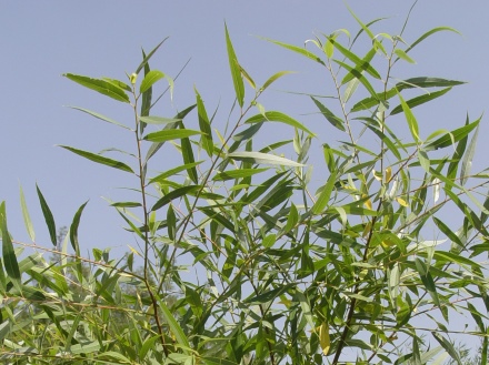 ענפי ערבה. צילום: ארכיון הצילומים של קקל