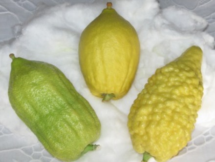 אתרוג. צילום: ויקימדיה