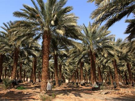 מטע תמרים. צילום: יעקב שקולניק, ארכיון הצילומים של קקל