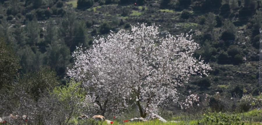 שקדייה בסטף. צילום: יוסי זמיר, ארכיון הצילומים של קקל
