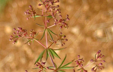 דבקת ירושלים בצבעי קרם ארגמן. צילום: שרה גולד, צמח השדה