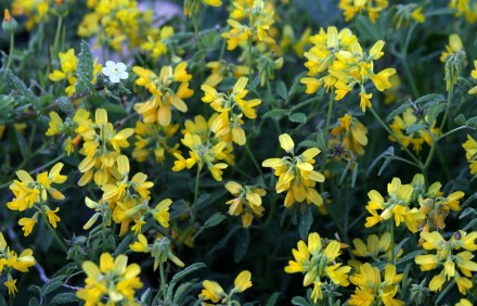 גרגרנית ירושלים. צילום: שרה גולד, צמח השדה