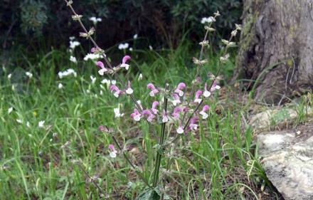 מרוות ירושלים, פורחת רק בארץ ישראל ובסוריה. צילום: אלי ליבנה, צמח השדה