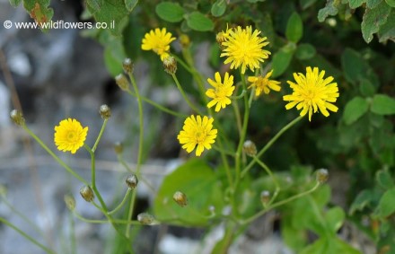 ניסנית ירושלמית בנחל קטלב. צילום: ליאור אלמגור, צמח השדה