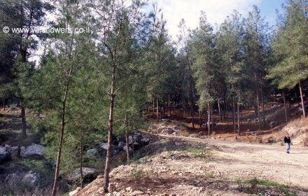 אורן ירושלים, האצטרובל פורח באביב. צילום: עמיקם שוב, צמח השדה