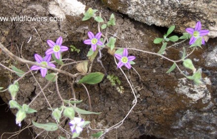 פעמונית ירושלים. צילום: שרה גולד, צמח השדה