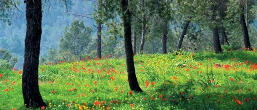 פריחה ביער ירושלים. צילום: צבי יוכטמן, ארכיון הצילומים של קקל