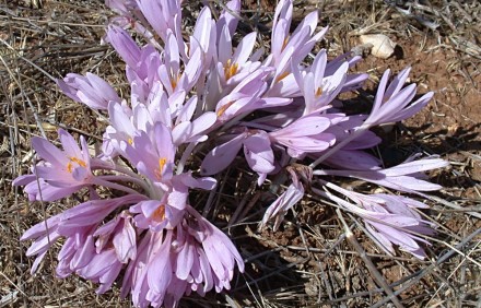 סתוונית ירושלים בפריחתה הסגולה. צילום: שרה גולד, צמח השדה