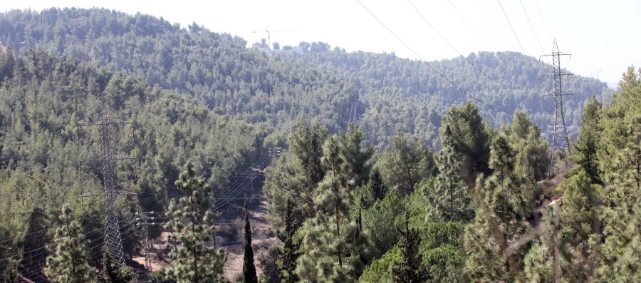 יער ירושלים. צילום: יוסי זמיר, ארכיון הצילומים של קקל