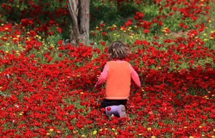 פריחת כלניות ביער בארי. צילום: אבי הירשפילד, ארכיון הצילומים של קקל