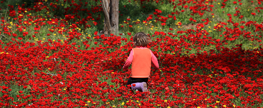 פריחת כלניות ביער בארי. צילום: אבי הירשפילד, ארכיון הצילומים של קקל