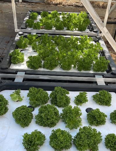 הצמחים שגדלו במערכת ההידרופונית בבית קקל בקריית מלאכי. צילום באדיבות בית קקל