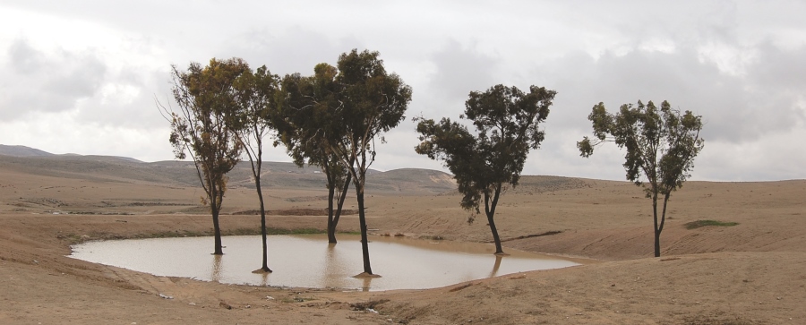 לימן בנגב. צילום: נירה צדוק, ארכיון הצילומים של קק"ל